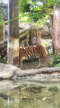 恩賜上野動物園に投稿された画像（2025/5/5）