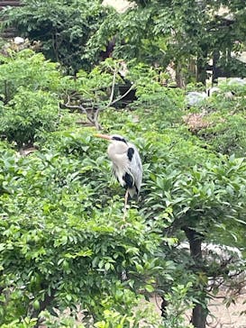 天王寺動物園に投稿された画像（2025/5/5）