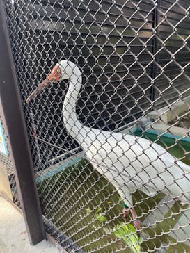 天王寺動物園に投稿された画像（2025/5/5）