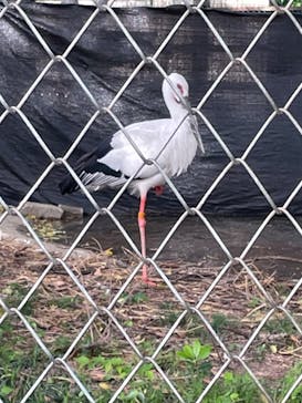 天王寺動物園に投稿された画像（2025/5/5）