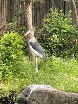 天王寺動物園に投稿された画像（2025/5/5）