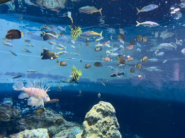 葛西臨海水族園に投稿された画像（2025/5/5）