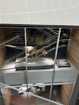 福井県立恐竜博物館に投稿された画像（2025/5/5）