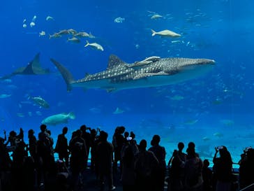 沖縄美ら海水族館に投稿された画像（2025/5/5）