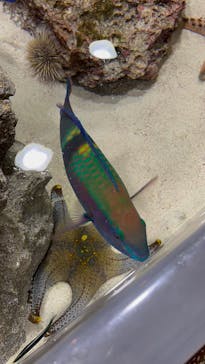 沖縄美ら海水族館に投稿された画像（2025/5/5）