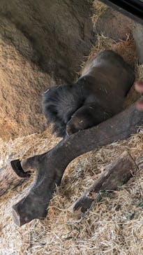 恩賜上野動物園に投稿された画像（2025/5/5）