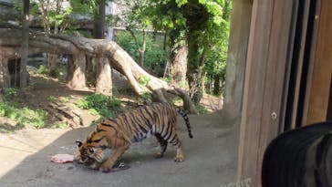 恩賜上野動物園に投稿された画像（2025/5/5）