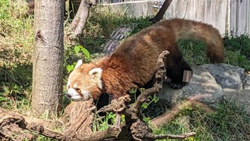 恩賜上野動物園に投稿された画像（2025/5/5）