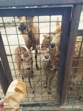 那須サファリパークに投稿された画像（2025/5/5）