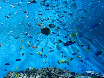 アクアワールド茨城県大洗水族館に投稿された画像（2025/5/5）