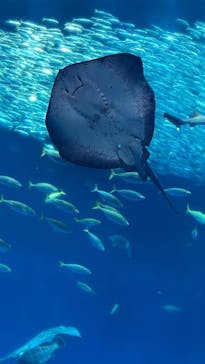 アクアワールド茨城県大洗水族館に投稿された画像（2025/5/5）