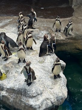 アクアワールド茨城県大洗水族館に投稿された画像（2025/5/5）