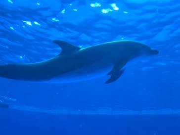 アクアワールド茨城県大洗水族館に投稿された画像（2025/5/5）