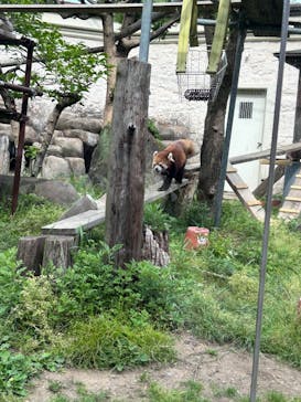 天王寺動物園に投稿された画像（2025/5/5）