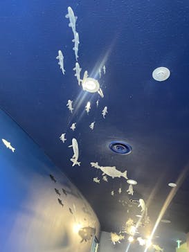 滋賀県立琵琶湖博物館に投稿された画像（2025/5/5）