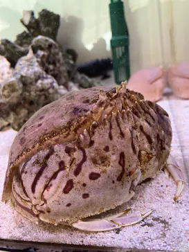 仙台うみの杜水族館に投稿された画像（2025/5/5）