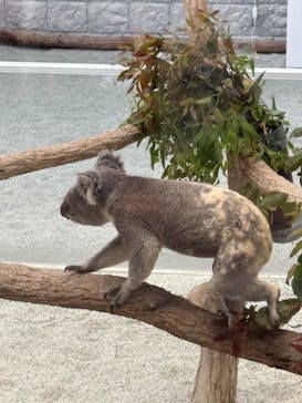 淡路ファームパーク イングランドの丘に投稿された画像（2025/5/5）