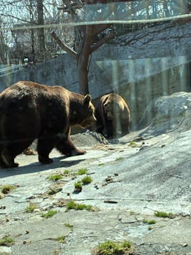 のぼりべつクマ牧場に投稿された画像（2025/5/5）