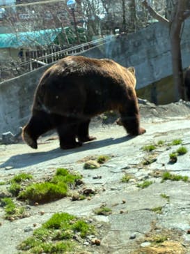 のぼりべつクマ牧場に投稿された画像（2025/5/5）