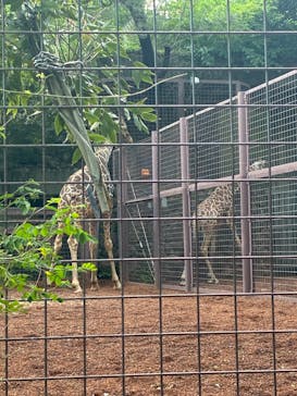 恩賜上野動物園に投稿された画像（2025/5/5）
