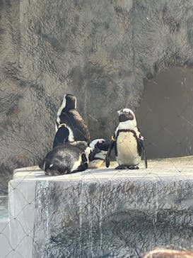 恩賜上野動物園に投稿された画像（2025/5/5）