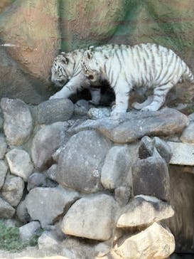 東武動物公園に投稿された画像（2025/5/5）