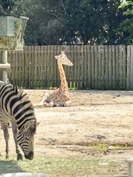 東武動物公園に投稿された画像（2025/5/5）