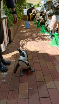 マクセル アクアパーク品川に投稿された画像（2025/5/5）