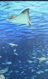 サンシャイン水族館に投稿された画像（2025/5/5）