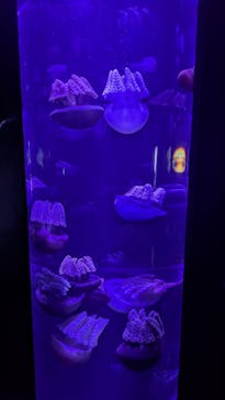 サンシャイン水族館に投稿された画像（2025/5/5）