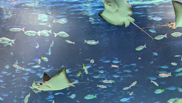 サンシャイン水族館に投稿された画像（2025/5/5）