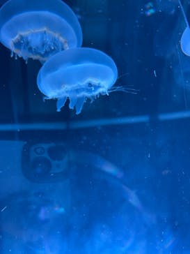 名古屋港水族館に投稿された画像（2025/5/5）
