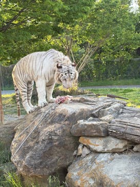 群馬サファリパークに投稿された画像（2025/5/5）