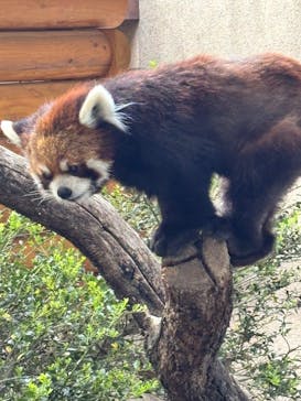 群馬サファリパークに投稿された画像（2025/5/5）