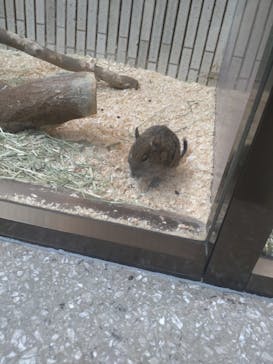 恩賜上野動物園に投稿された画像（2025/5/5）