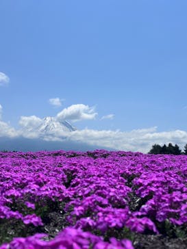富士芝桜まつり(富士本栖湖リゾート)に投稿された画像（2025/5/5）