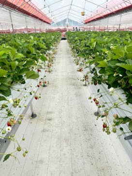 ITADAKI FARMに投稿された画像（2025/5/5）