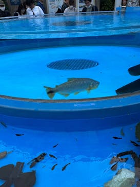 サンシャイン水族館に投稿された画像（2025/5/5）