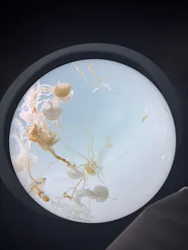 サンシャイン水族館に投稿された画像（2025/5/5）
