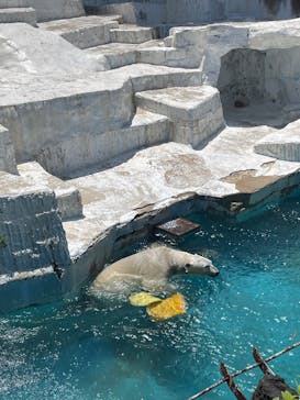 天王寺動物園に投稿された画像（2025/5/5）