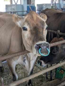 牧歌の里に投稿された画像（2025/5/5）