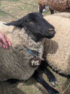 牧歌の里に投稿された画像（2025/5/5）