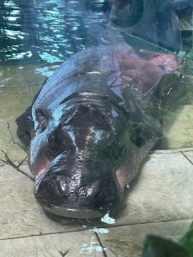 NIFREL（ニフレル）に投稿された画像（2025/5/5）