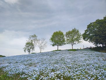 こうべアグリパークネモフィラの丘2025に投稿された画像（2025/5/5）