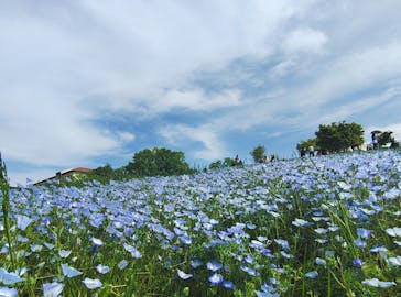 こうべアグリパークネモフィラの丘2025に投稿された画像（2025/5/5）