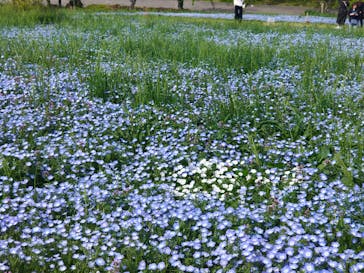 こうべアグリパークネモフィラの丘2025に投稿された画像（2025/5/5）