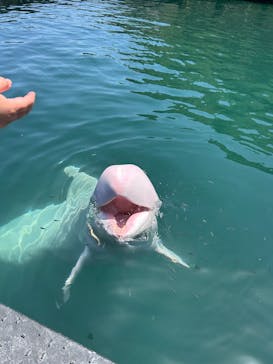 太地町立くじらの博物館に投稿された画像（2025/5/5）