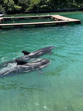 太地町立くじらの博物館に投稿された画像（2025/5/5）