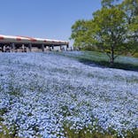 こうべアグリパークネモフィラの丘2025に投稿された画像（2025/5/5）