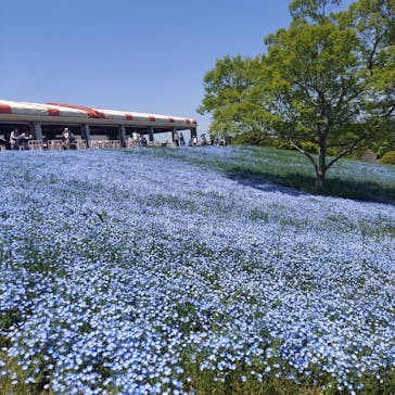 こうべアグリパークネモフィラの丘2025に投稿された画像（2025/5/5）